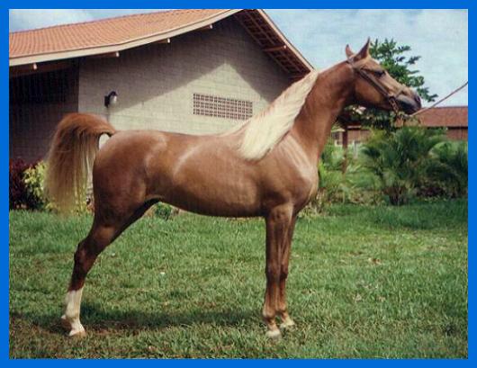 A Eurásia tinha cavalos, mas as Américas não. As culturas andinas tinham  lhamas, no entanto. Teria sido viável usar a criação seletiva para obter um  animal com utilidade semelhante à do cavalo? 