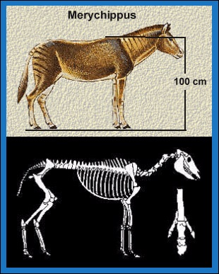 O cavalo e a humanidade: Como os equinos ajudaram na construção da história