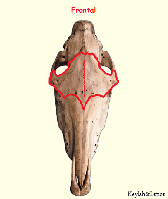 Equinos Cabeça Frontal - Esboço, Crânio e Contorno - Anatomia de Animais ( Cavalo) 