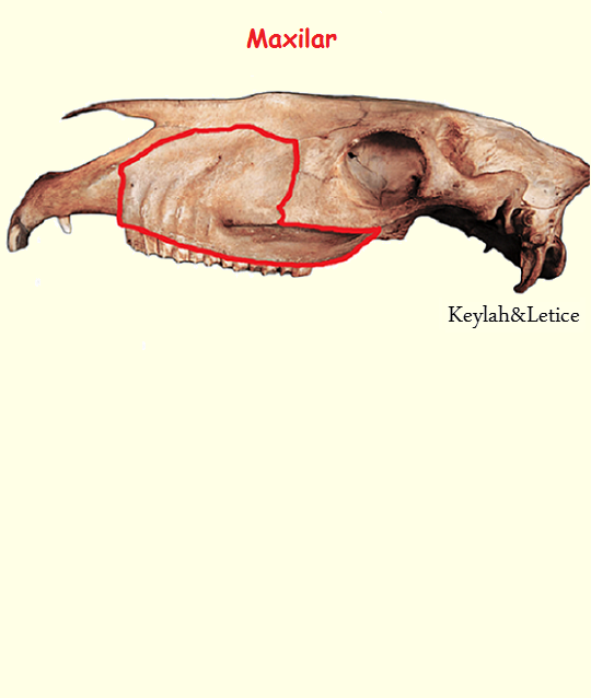 Osso mandíbula (aspecto dorsal).